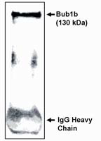 BUBR1 Antibody in Western Blot (WB)