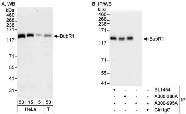 BubR1 Antibody in Western Blot (WB)