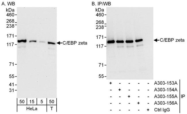 C/EBP zeta Antibody in Western Blot (WB)