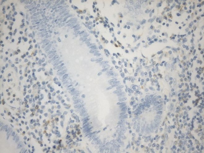 C10orf54 Antibody in Immunohistochemistry (Paraffin) (IHC (P))