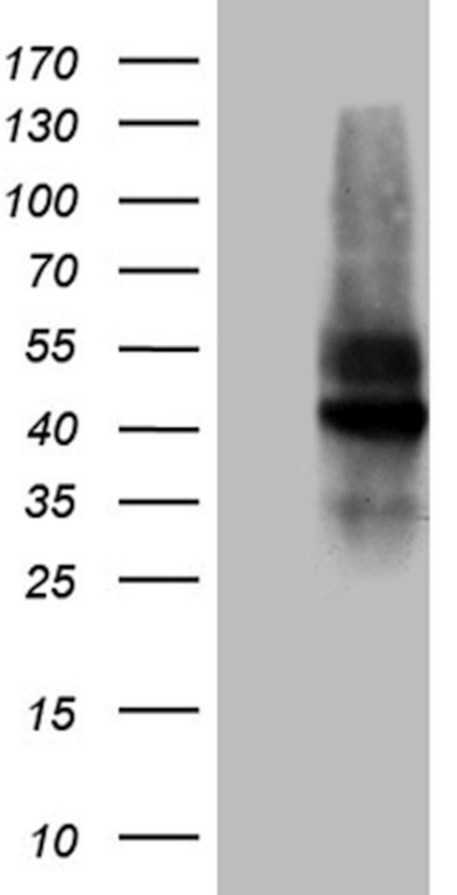 C10orf54 Antibody in Western Blot (WB)