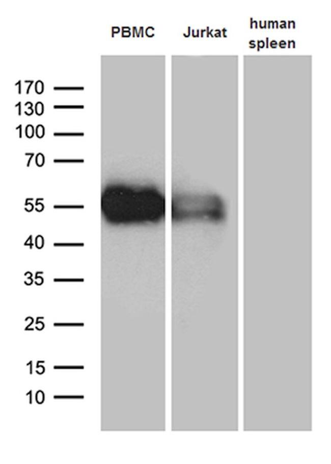 C10orf54 Antibody in Western Blot (WB)