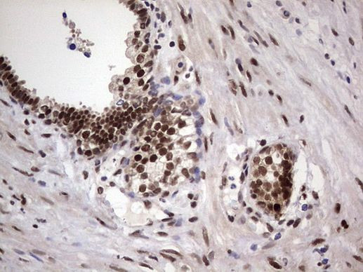 RTRAF Antibody in Immunohistochemistry (Paraffin) (IHC (P))