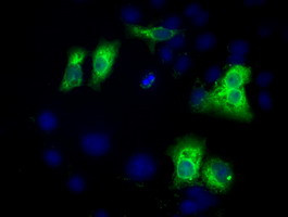 C17orf28 Antibody in Immunocytochemistry (ICC/IF)