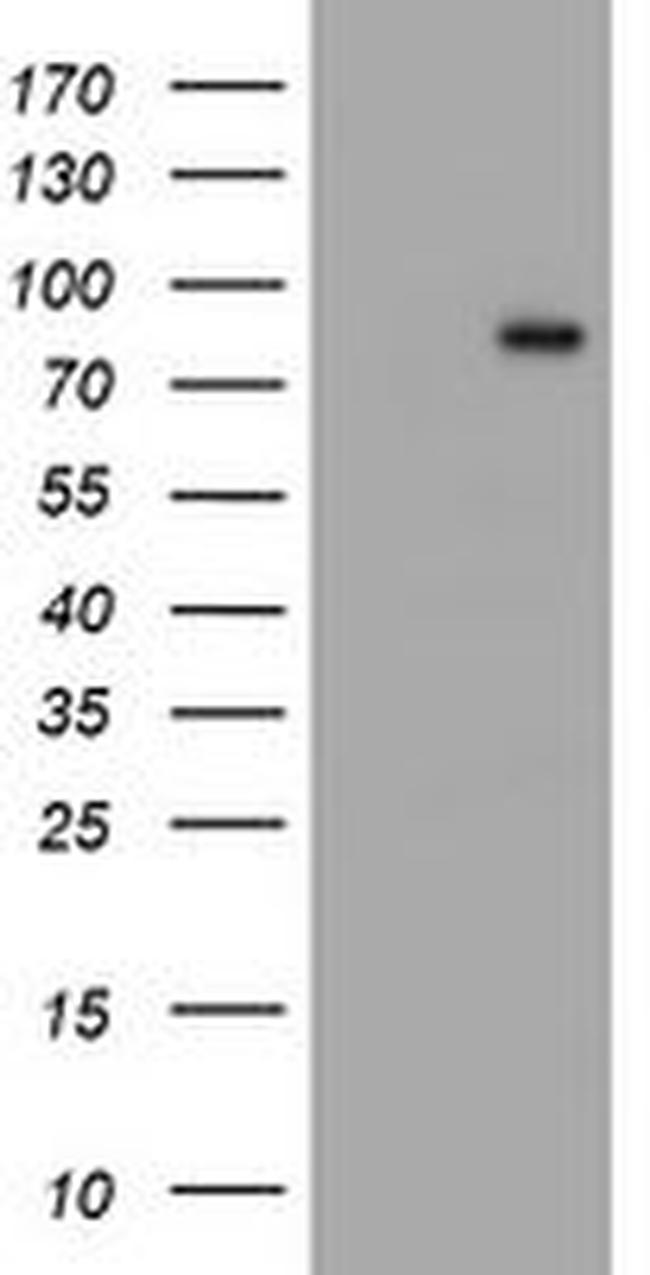 C1S Antibody in Western Blot (WB)