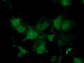 C1orf50 Antibody in Immunocytochemistry (ICC/IF)