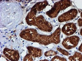 C1orf50 Antibody in Immunohistochemistry (Paraffin) (IHC (P))