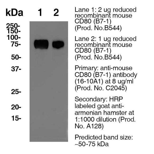 CD80 Antibody in Western Blot (WB)