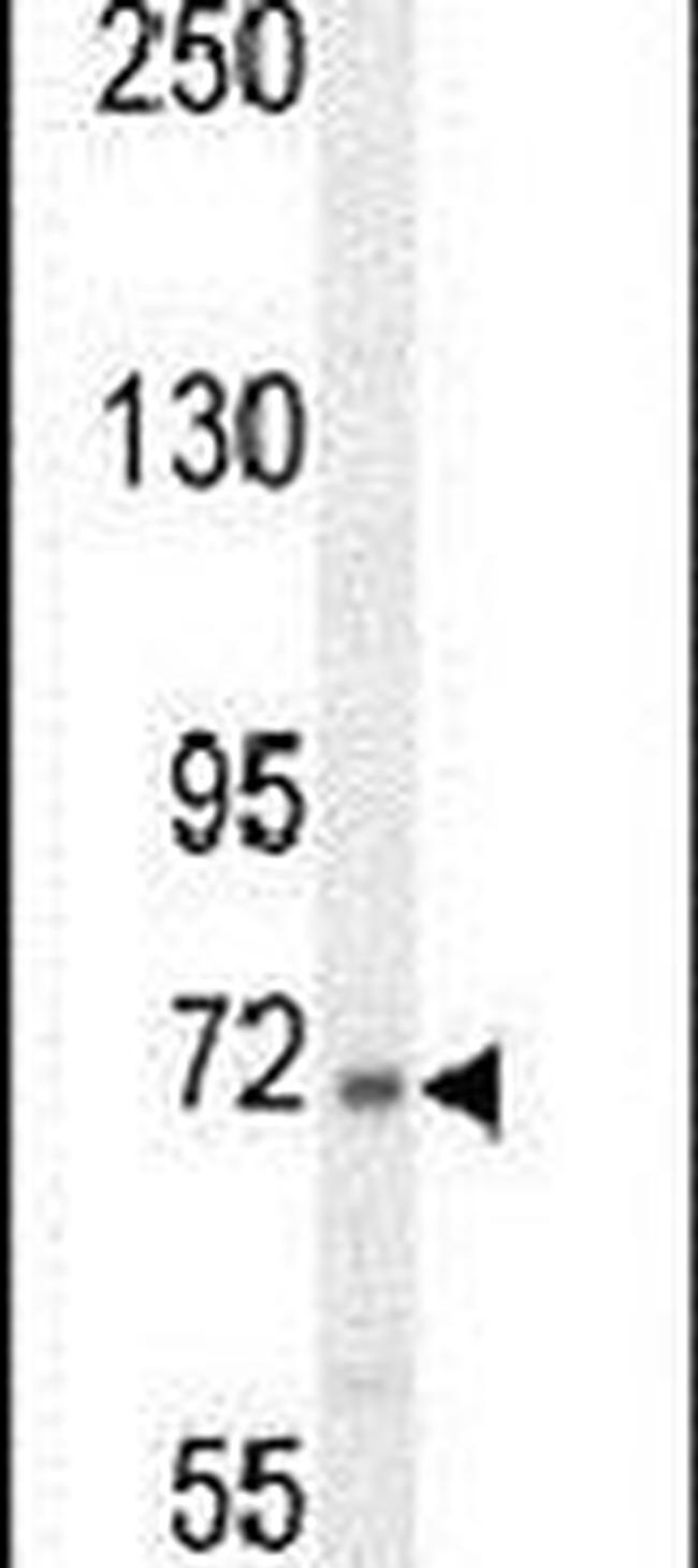 C2 Antibody in Western Blot (WB)