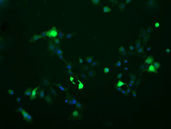 C2orf62 Antibody in Immunocytochemistry (ICC/IF)