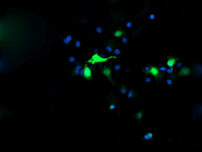 C2orf62 Antibody in Immunocytochemistry (ICC/IF)