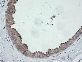 C2orf62 Antibody in Immunohistochemistry (Paraffin) (IHC (P))