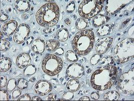 C2orf62 Antibody in Immunohistochemistry (Paraffin) (IHC (P))