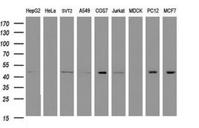 C2orf62 Antibody in Western Blot (WB)