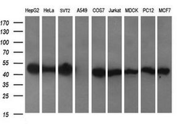 C2orf62 Antibody in Western Blot (WB)