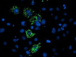 C4orf42 Antibody in Immunocytochemistry (ICC/IF)