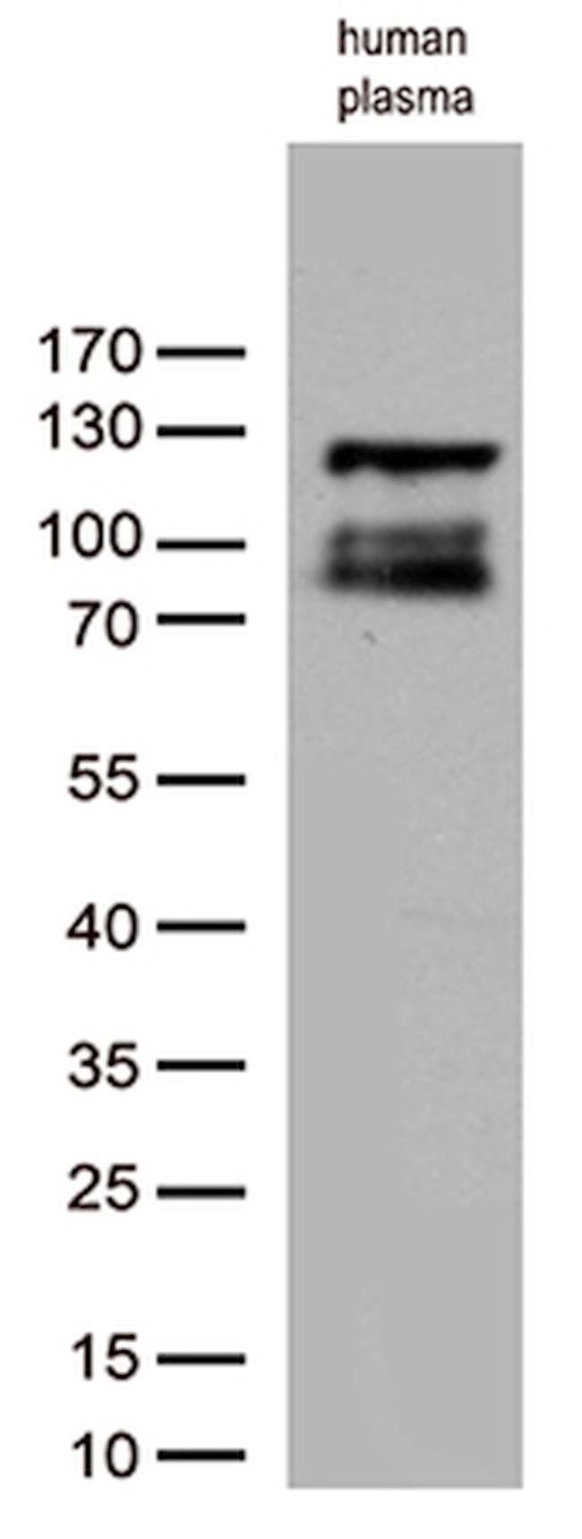 C6 Antibody in Western Blot (WB)