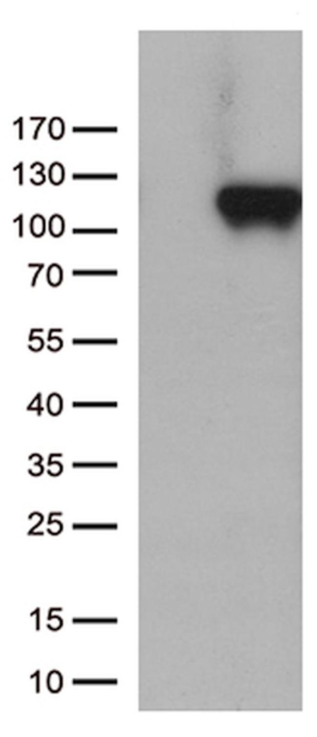 C6 Antibody in Western Blot (WB)