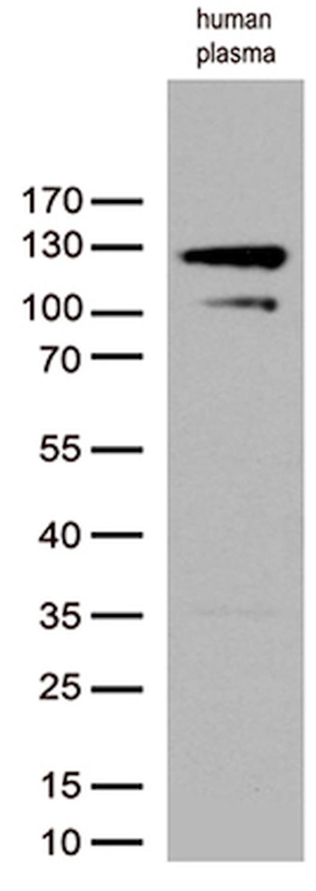 C6 Antibody in Western Blot (WB)