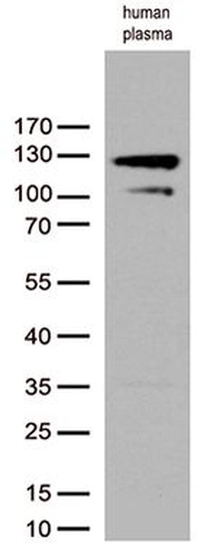 C6 Antibody in Western Blot (WB)