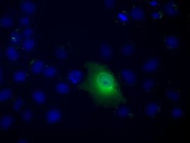 C9orf41 Antibody in Immunocytochemistry (ICC/IF)