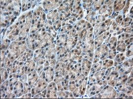 C9orf41 Antibody in Immunohistochemistry (Paraffin) (IHC (P))