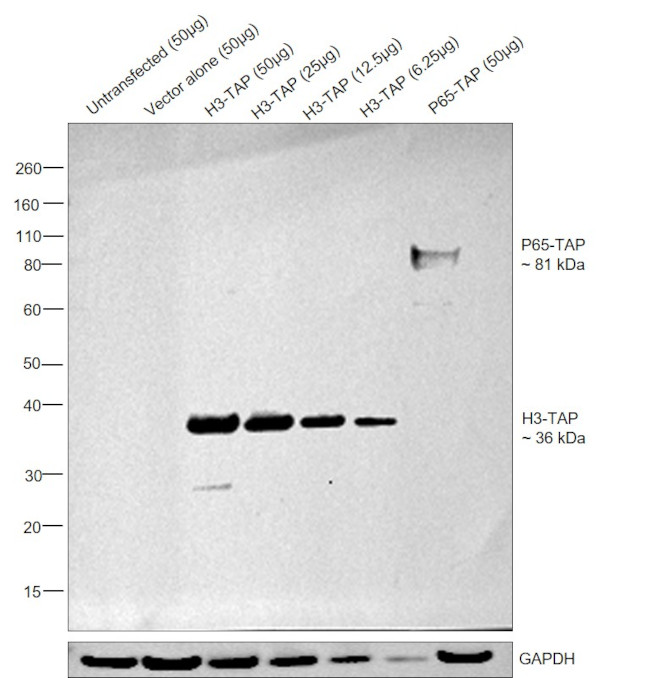 TAP Tag Antibody