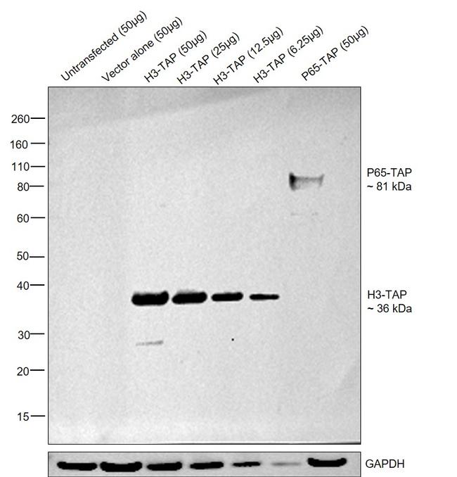 TAP Tag Antibody in Western Blot (WB)