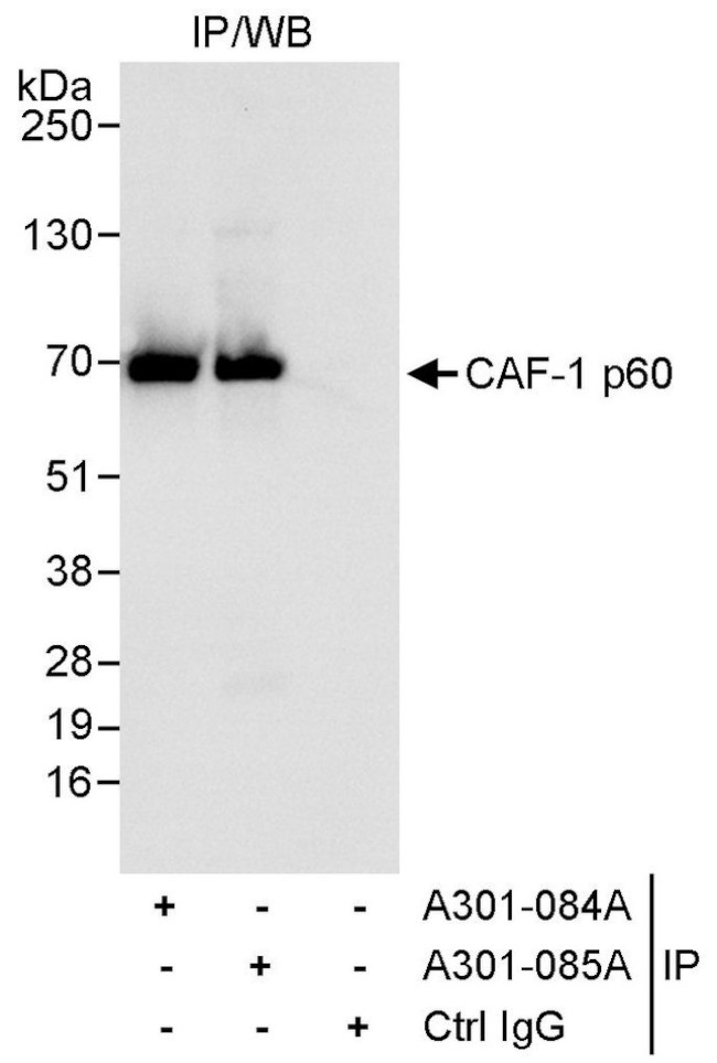 CAF-1 p60 Antibody in Immunoprecipitation (IP)