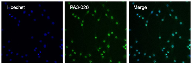 CABIN1 Antibody in Immunocytochemistry (ICC/IF)