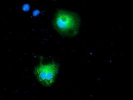 CALCOCO2 Antibody in Immunocytochemistry (ICC/IF)