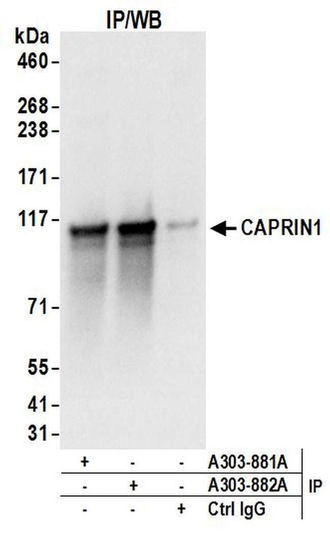 CAPRIN1 Antibody in Western Blot (WB)