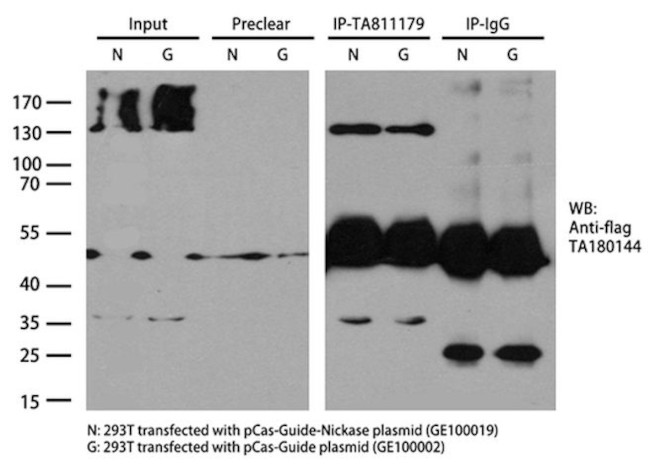 Cas9 Antibody in Immunoprecipitation (IP)