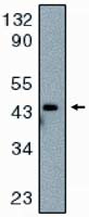 Caspase 9 Antibody in Western Blot (WB)