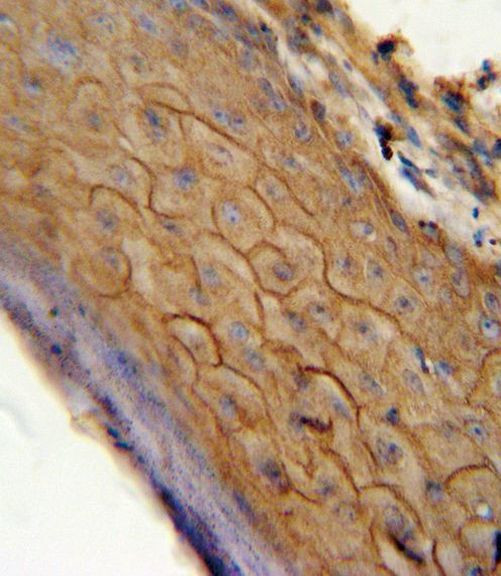 CNR2 Antibody in Immunohistochemistry (IHC)