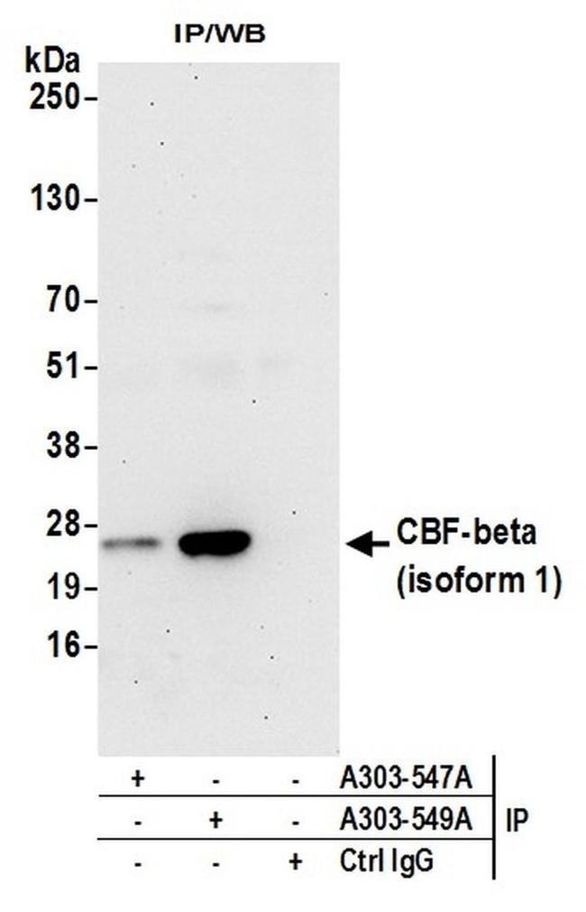 CBF-beta (isoform 1) Antibody in Western Blot (WB)