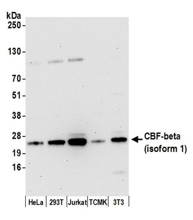 CBF-beta (isoform 1) Antibody in Western Blot (WB)