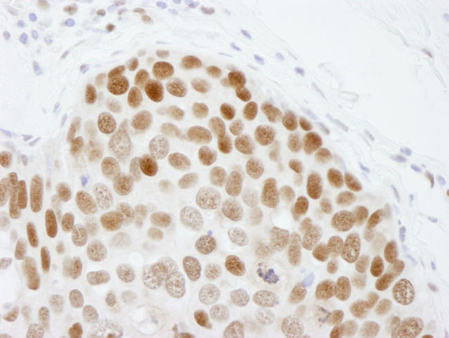 CBX3 Antibody in Immunohistochemistry (IHC)