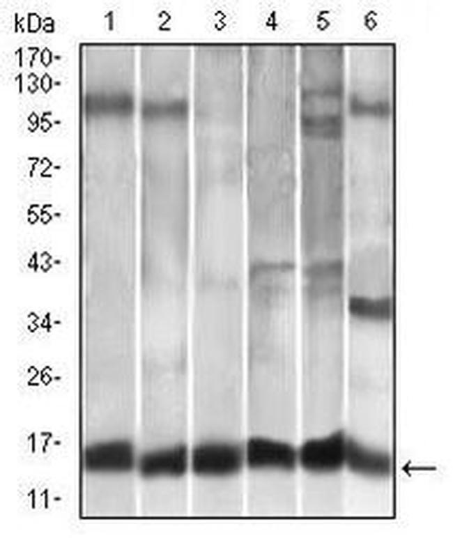 MCP-1 Antibody in Western Blot (WB)