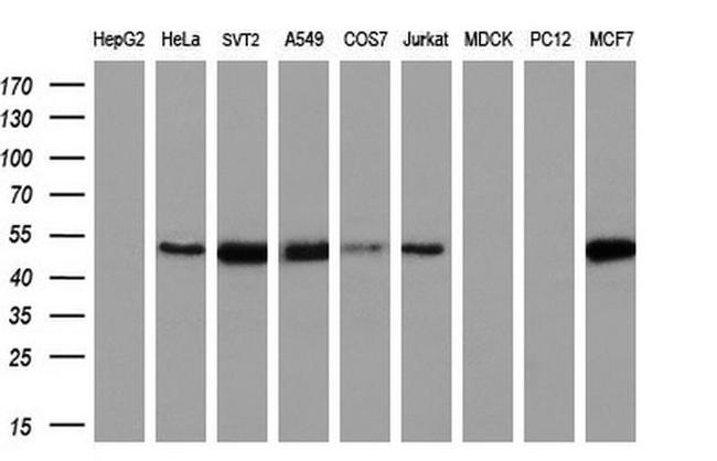 CCM2 Antibody in Western Blot (WB)