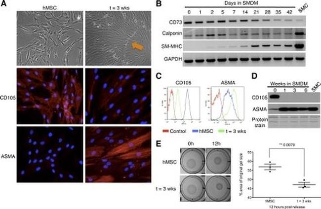 CD105 (Endoglin) Antibody in Flow Cytometry (Flow)