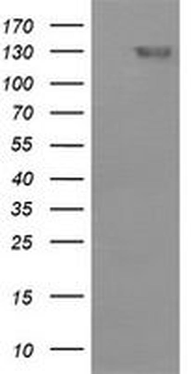 CD163 Antibody in Western Blot (WB)