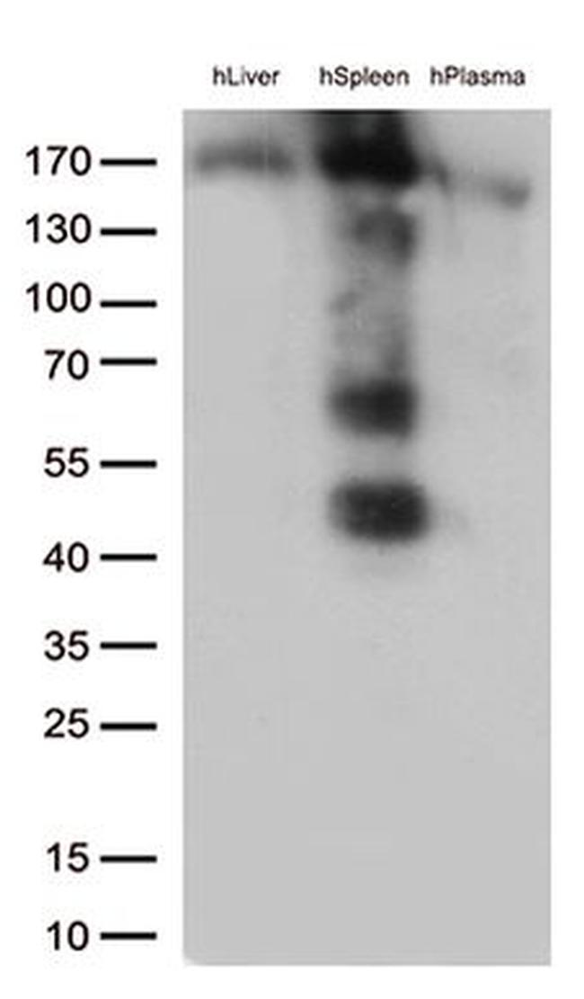 CD163 Antibody in Western Blot (WB)