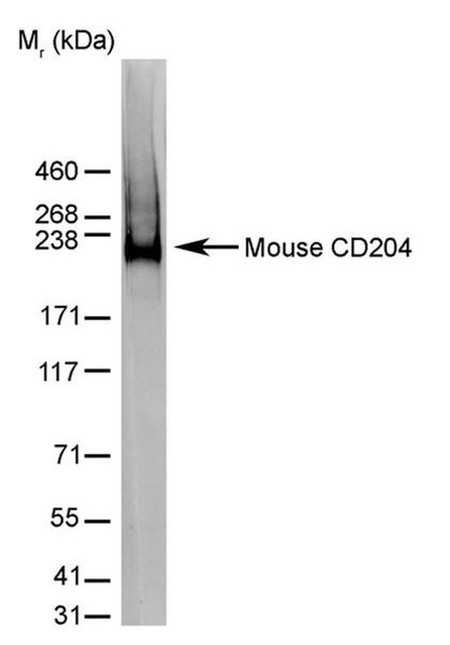CD204 Antibody in Western Blot (WB)