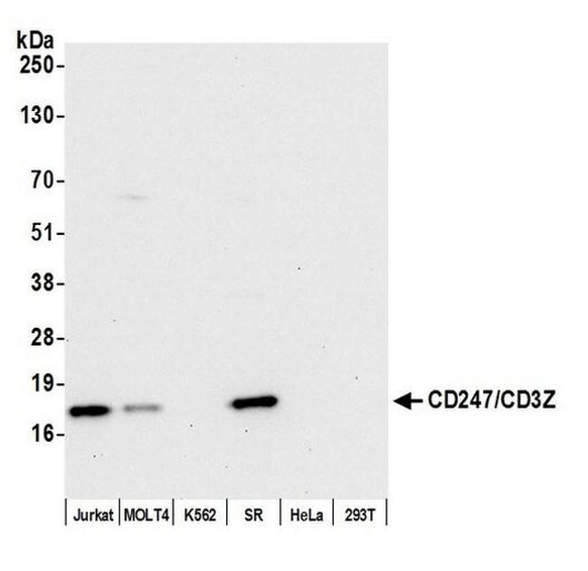 CD247/CD3Z Antibody in Western Blot (WB)