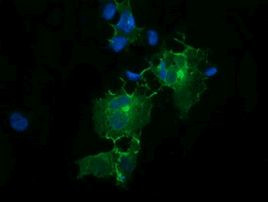 CD33 Antibody in Immunocytochemistry (ICC/IF)