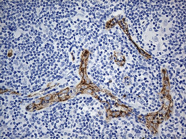 CD34 Antibody in Immunohistochemistry (Paraffin) (IHC (P))