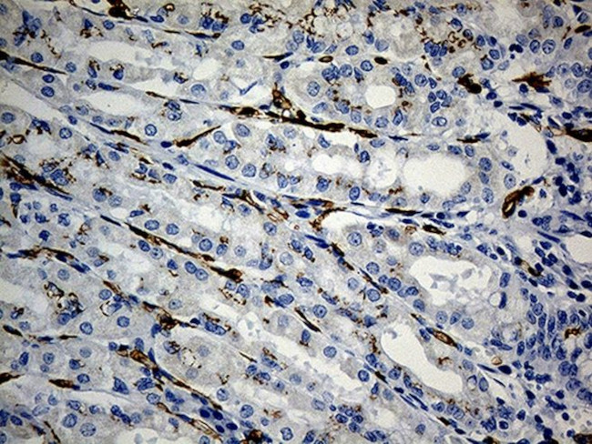 CD34 Antibody in Immunohistochemistry (Paraffin) (IHC (P))