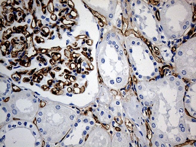 CD34 Antibody in Immunohistochemistry (Paraffin) (IHC (P))