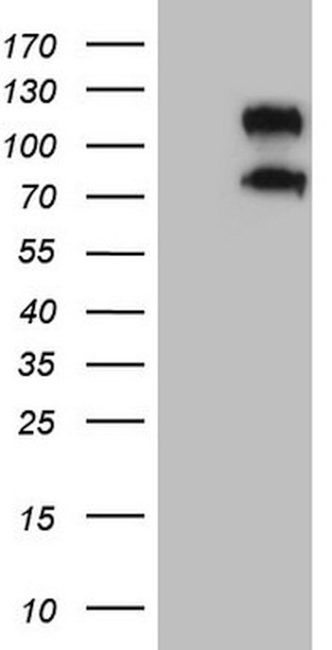 CD34 Antibody in Western Blot (WB)